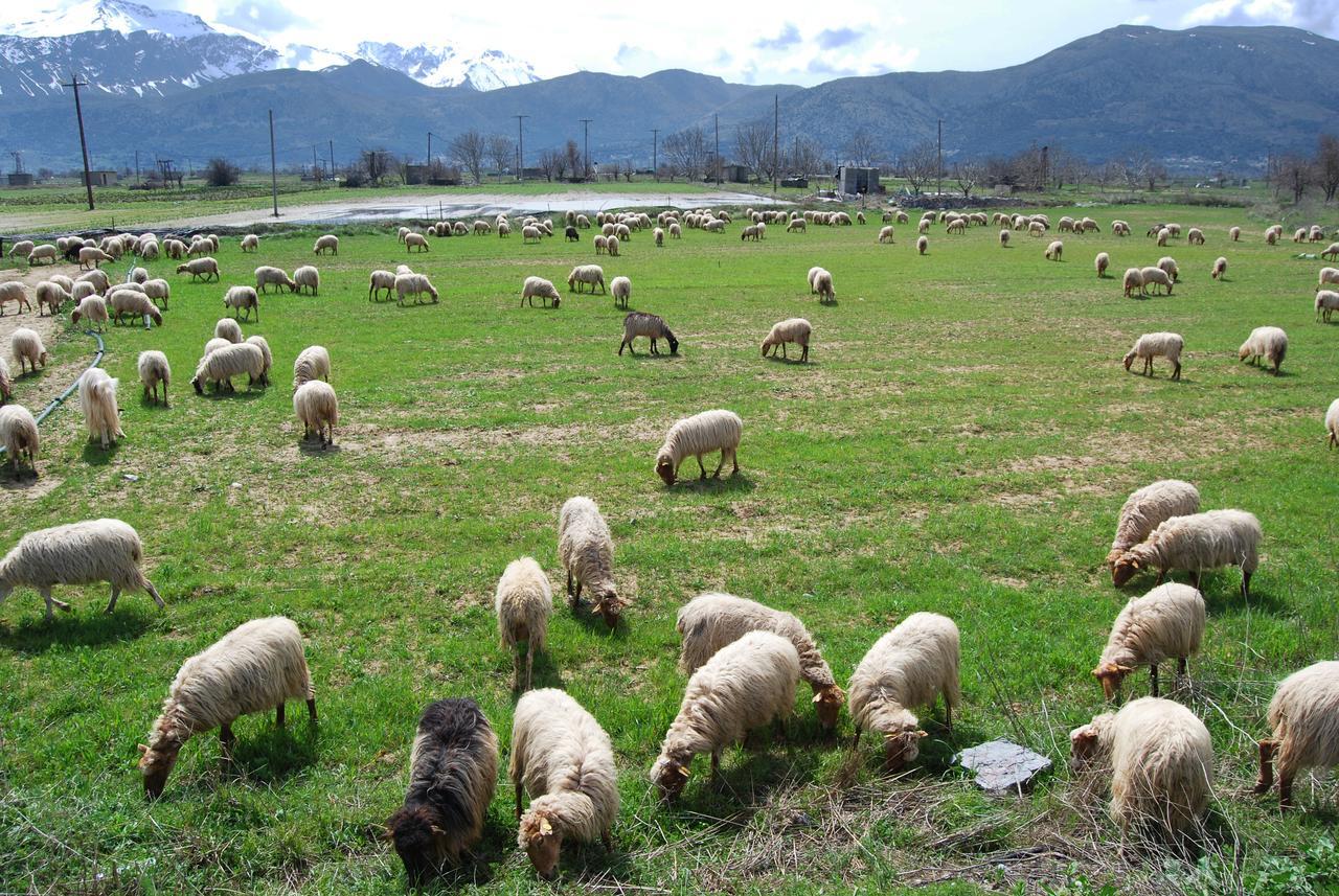 Milatos Village Cretan Agrotourism Hotel Exteriör bild